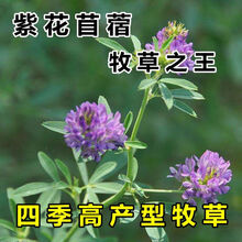 一播大地（正常发货）紫花苜蓿种子 猪牛羊兔鱼饲料芽苗菜多年生四季耐寒南方北方牧草 精选净种500克 紫花苜蓿包衣 25公斤