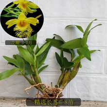 石斛小苗铁皮石斛金钗鼓槌球花天宫报春麝香玫瑰花卉绿植盆栽 长苏 精选6-8苗 裸根不带土