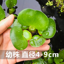 水芙蓉苹果萍红毛丹不加温浮性水草室外鱼池水生植物鱼缸净化水质 水葫芦幼株20朵