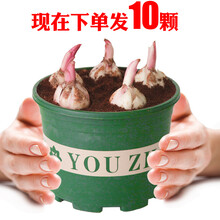 香水百合花种球带芽四季花卉种子室内重瓣绿植盆栽花苗大种球 混色10棵不含盆（包成活） 12+