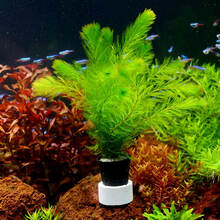 VAKADA金鱼草鱼缸好养易活的中后景活体真水草懒人淡水有茎类造景植物鱼缸造景装饰 绿千层(10支一组)+定植环一个，适用无底泥沙鱼缸