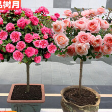 树状月季 树状月季树四季大花老桩盆栽月季树桩月季花苗特大花月季树玫瑰苗 2.5cm粗【联系客服备注品种/部分没有货】当年开 不含盆