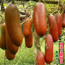 南美火腿甜瓜种子香如蜜香瓜甜瓜种籽高产特大香甜水果春季夏四季 火腿甜瓜种子5粒简装