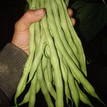 寿禾 豇豆种子豆角种籽缸豆四季豆架豆搭架江豆种家庭庭院农业种植绿白条冬季春季菜籽青条蔬菜早熟蔬菜种苗 无筋四季豆架豆种子 50g（约150粒）