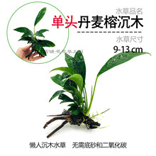 鱼缸懒人水草活体植物水榕沉木莫斯真水草种子水族箱造景装饰套餐 深蓝色 单头丹麦榕沉木
