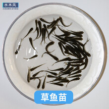 草鱼苗活体小草鱼鲫鱼苗龙鱼饲料活体饲料鄂龟乌龟开口粮小鱼苗 草鱼苗2-4cm200条送10%防死亡