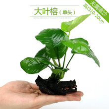 鱼缸水族箱造景水榕沉木活体水草淡水无土植物后景宫廷水草绿菊 单头大叶榕