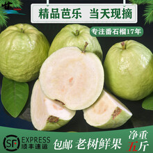 甘坡石榴现摘老树台湾白心芭乐果孕妇儿童番石榴水果新鲜送礼6斤顺丰 白心10斤含箱