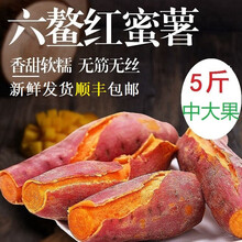 六鳌中果 红薯 生鲜 蜜薯地瓜沙地红蜜薯 5斤