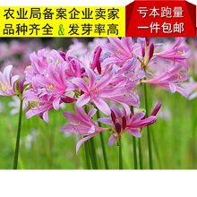 彼岸花种球套装红花石蒜花曼珠沙华 花卉盆栽种球曼陀罗观花植物 换锦(10球装) 其他