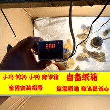 七六牧业小鸡育雏保温箱育雏箱 小鸡保温箱 雏鸟保温箱 育雏神器 鸽子野鸡保温育雏箱 育苗饲料1000g