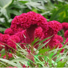 萌肉居 花种子波斯菊花种子格桑花种籽四季开花易活花籽庭院室外花卉野花组合绿化工程种子/火焰鸡冠花0.25kg