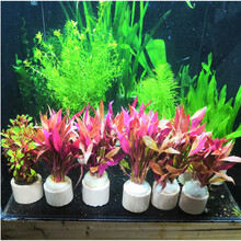 中前景水草冷水水草水榕黄金榕 皇冠蜈蚣草 金鱼藻绿菊养鱼净化水质新手鱼缸造景装饰 豹纹血心兰4杯