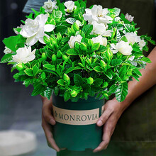 Hodo红豆 栀子花茉莉花苗盆栽阳台卧室庭院客厅金钱树书房发财树办公桌四季常青绿植花卉盆栽盆景 栀子花加仑盆