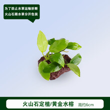 懒人活体真水草鱼缸造景装饰淡水植物莫斯沉木定植水榕水族箱套餐 火山石定植黄金水榕