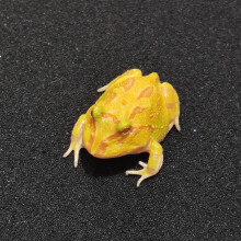 小青蛙活物爬宠两栖宠物蛙绿黄金活物活体小丑蛙非洲牛蛙 黄金(3-4cm)