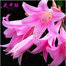 花中酷 香水百合种球百合花种子球根花卉植物盆栽绿植香水百合种球 玉百合