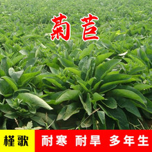 进口牧草种子四季多年生黑麦草紫花苜蓿草籽苏丹草种墨西哥玉米草种子抗旱高产喂养鸡鸭鹅猪牛羊鱼兔种籽简雪 菊苣种子1斤