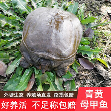 正画外塘生鲜大甲鱼苗活物淡水小甲鱼苗活体鳖苗老鳖王八团鱼 0.7-0.9斤规格甲鱼