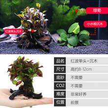 鱼缸水草植物活体真草造景莫斯懒人增氧淡水榕沉木爬地趴地矮珍珠 红泼(单头沉木)