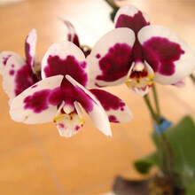 蝴蝶兰盆栽花卉植物室内花苗四季开花不断好养的花 美人脸 不含盆