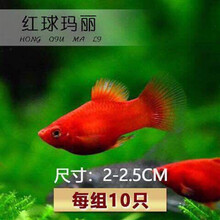 豆乐奇 胎生鱼 玛丽球鱼 热带鱼 观赏鱼 淡水鱼 活体鱼 宠物鱼 玛丽鱼 宠物活体 熊猫鱼 丽丽曼龙 红月光10条