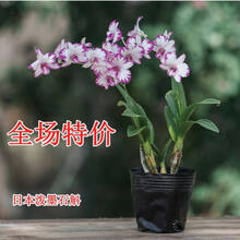 超香 红心石斛 夏秋带花苞好养兰花苗室内绿植花卉 泼墨石斛 12苗价格 不含盆
