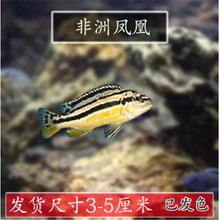 活体宠物淡水鱼三湖南美慈鲷小马鲷非洲王子三线蓝斑马雪中红雪雕群养混养鱼好养热带观赏鱼包活 非洲凤凰3公分2条