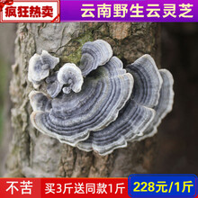 云灵芝 云南深山灵芝 整枝灵芝林芝青灵芝 500克买3斤发4斤