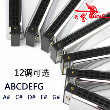 天鹅24孔口琴初学者学生高级成人专业演奏级单音标准C大调乐器 F调