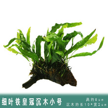 [京选推荐]鱼缸造景水草活体淡水植物种子懒人装饰套餐水榕沉木造景阴性 细叶铁皇冠+沉木单头