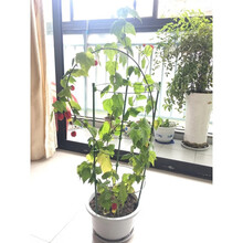 爬藤架花架植物攀爬架室内外月季铁线莲花架 3杆45cm高+3圈伸缩型 大