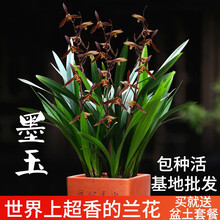 刘阁兰花苗 超香的兰花建兰七彩玲珑 现带花苞出售有香味的兰花卉阳台盆栽绿植 墨玉3苗带:加盆土肥,说明书
