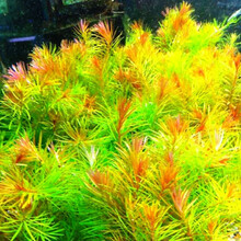 水族缸莫丝沉木草皮大叶榕海藻球爬地珍珠皇冠红绿宫廷水榕辣椒 红牛顿10支