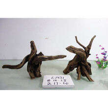 已煮造景沉木水族造景杜鹃根摆件爬宠泰国沉木青龙石 L1571