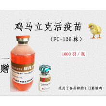 小鸡出壳针鸡病马力克马立克疫苗鸡疫苗兽药鸡药鸡用禽用 哈药马立克1000羽一瓶+稀释液+头孢一瓶