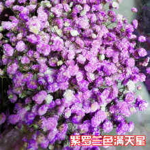 精品满天星花种子四季易种花开不断净化空气室内阳台盆栽花卉草籽 紫罗兰满天星 200粒(无)