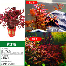 鱼缸前景水草迷你矮爬地珍珠牛毛毡活体真水草水族箱装饰造景草坪 【后景】紫丁香