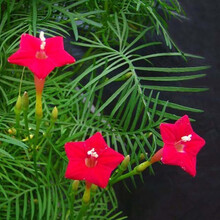 一播大地 羽叶茑萝花卉种子混色盆栽爬藤攀援植物四季易种活庭院阳台五角星花籽 开花不断花种籽 羽叶茑萝种子30粒