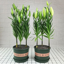 月娥 香水百合 百合花盆栽苗 带花苞水培室内客厅办公室阳台四季好养植物花卉 粉红色香水百合一盆三株苗加仑盆 带盆栽好