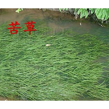 鱼塘水草种子伊乐藻轮叶黑藻养鱼虾草籽种子四季净化水质的水草 苦草种子1斤