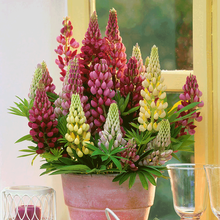 一播大地 鲁冰花种子 易种 草花 花海种植多年生草本花种羽扇豆四季种易活室外花籽夏季 鲁冰花种子混色100粒