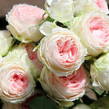 【买二送一】月季花苗当年开花爬藤特大花盆栽地载花苗庭院藤本植物欧月蔷薇玫瑰金丝雀 门廊绒球【不爬藤】