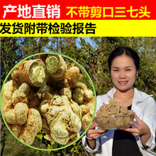 云南文山春三七20头田七30头40头水洗三七头粉500g 30头7个【100g】