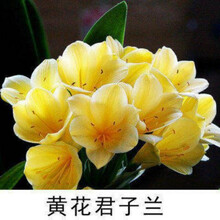 君子兰苗盆栽精品绿植室内花卉圆头和尚大苗蝴蝶兰花苗当年开兰花 黄色 4-6片叶子