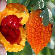 梦里丹水果赖癞葡萄种子小癞瓜金癞瓜阳台盆栽赖葡萄四季水果蔬菜种子 原厂包装【8粒一包】 默认