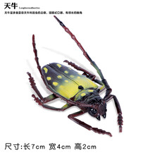 儿童仿真昆虫模型动物玩具蜜蜂独仙角蝴蝶草蜢螳螂七星瓢虫礼物 大天牛