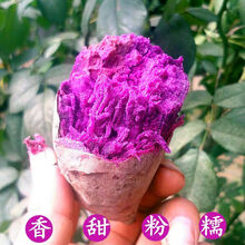 现挖紫薯新鲜10斤红薯农家小紫薯香薯生番薯山东大地瓜小紫芋蔬菜