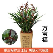 南靖刘阁兰花 金边兰花 雪女 现带花苞出售建兰四季兰花苗好养花卉名品亏本 万宝福4苗连体