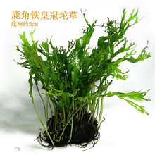 坨草无土定植免种鱼缸活体羽裂水蓑衣血心兰叉柱花爬地迷你矮珍珠 鹿角铁皇冠坨草
